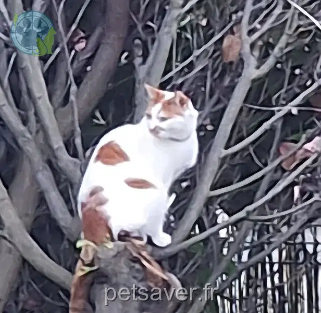 chat reunited   91220 Brétigny-sur-Orge Oopper