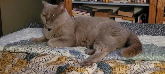 chat reunited   91200 Athis-Mons Paddy