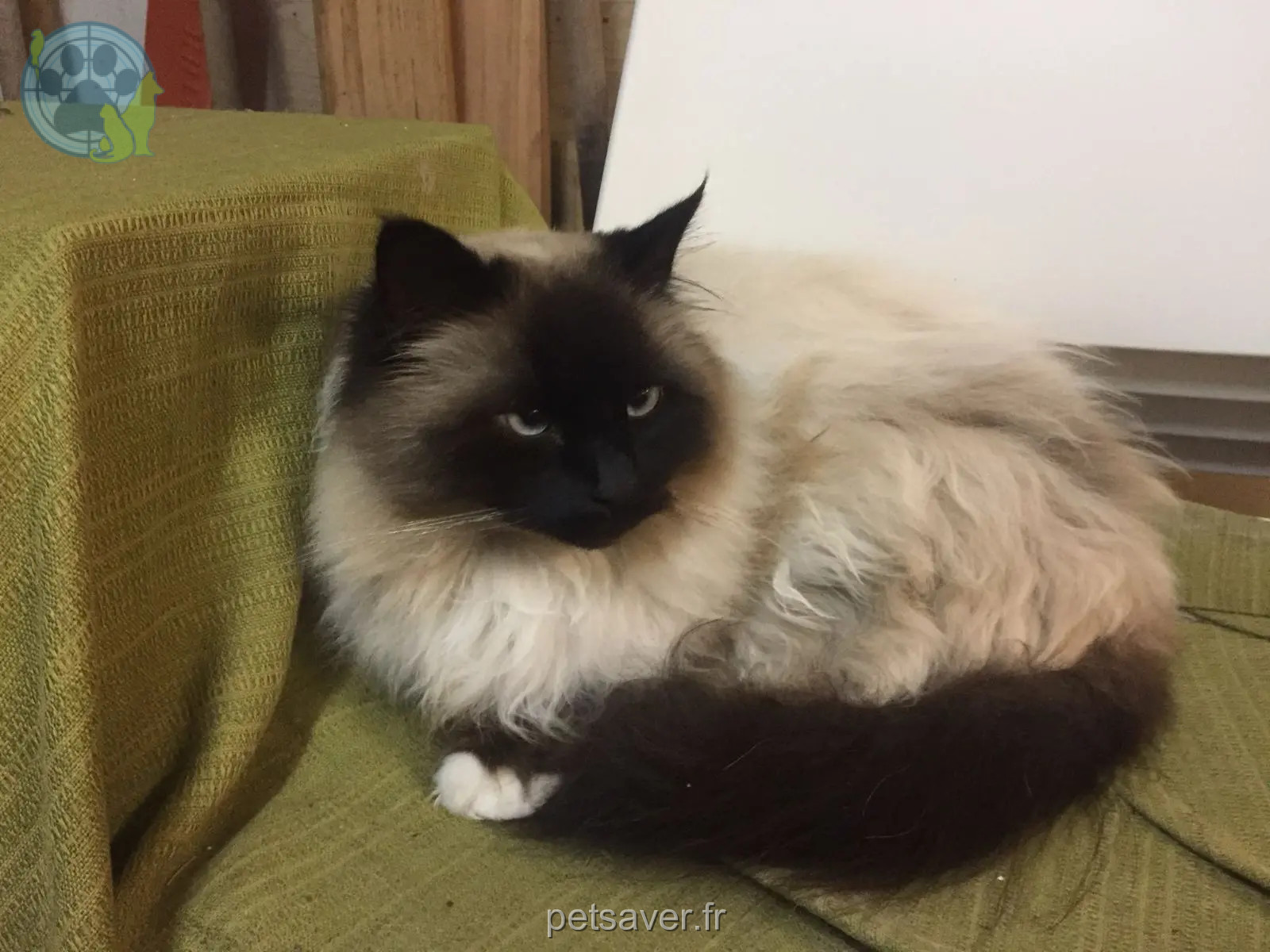 Chat Perdu 91 Essonne - Paki Chat Perdu 91 Essonne - Paki