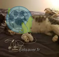 chat reunited   91270 Vigneux-sur-Seine Polo