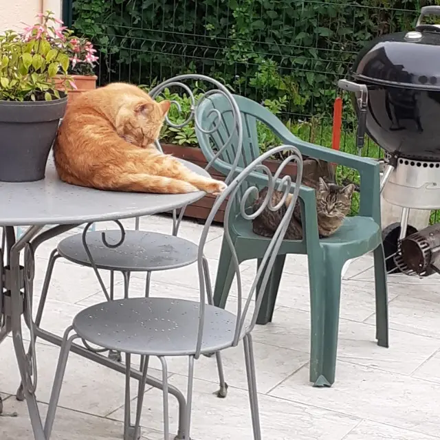 chat reunited   91690 Saint-Cyr-la-Rivière Pompon