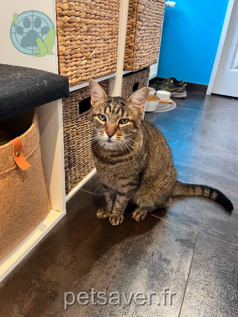 chat reunited 91440 Bures-sur-Yvette Ramses