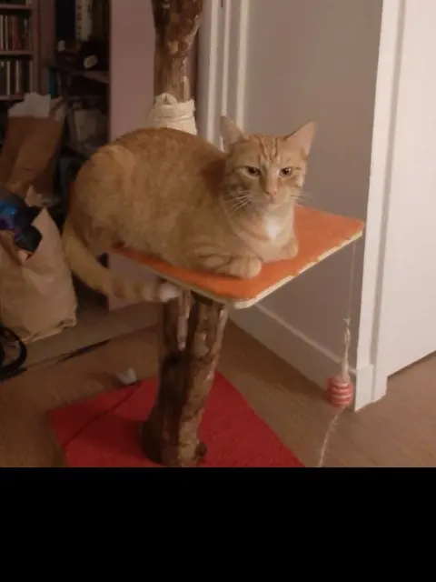 chat reunited   91230 Montgeron Rasta