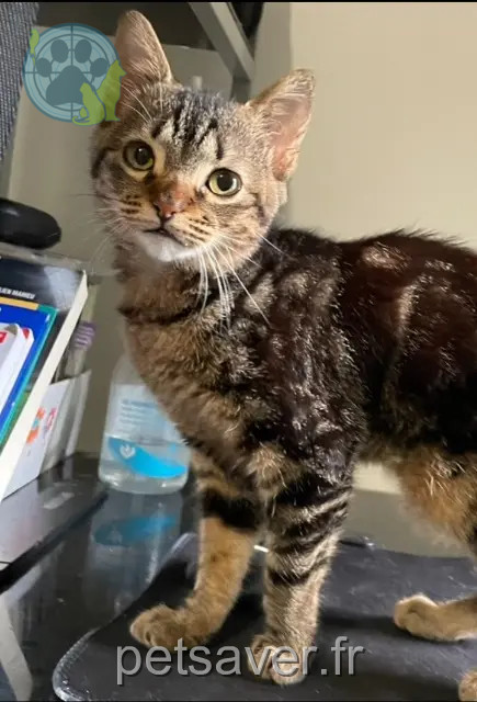 chat reunited 91940 Les Ulis Sacha