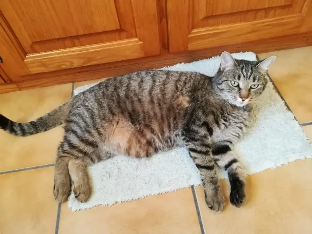 chat reunited   91400 Saclay Saphir