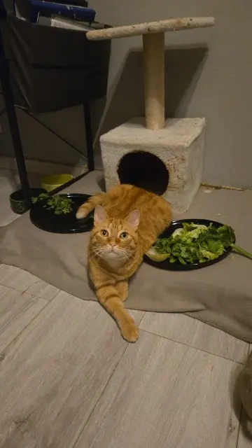 chat reunited   91160 Longjumeau Shadiw