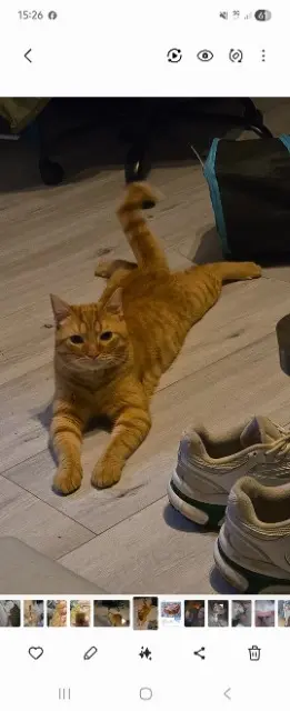 chat reunited   91160 Longjumeau Shadow