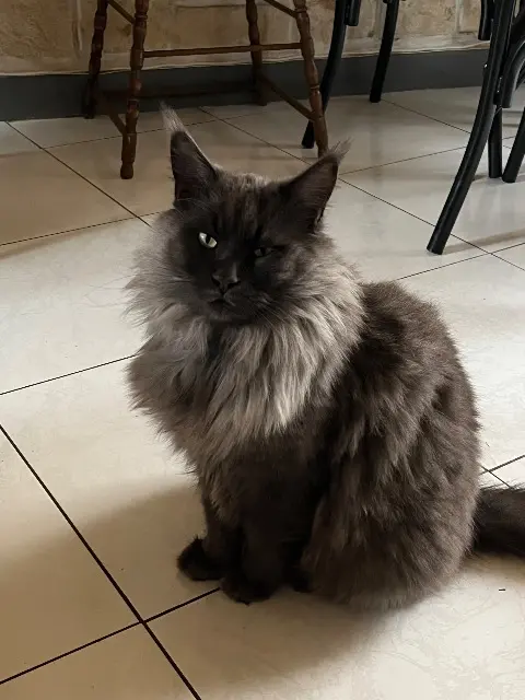 chat reunited   91290 Arpajon Silver