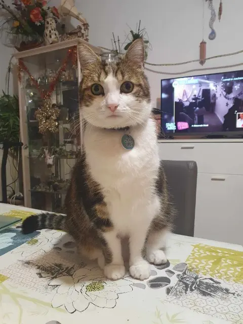 chat reunited   91290 La Norville Simba