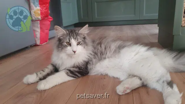 chat reunited 91940 Les Ulis Skoll