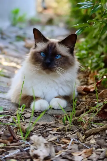 chat reunited   91150 Étampes Spirou