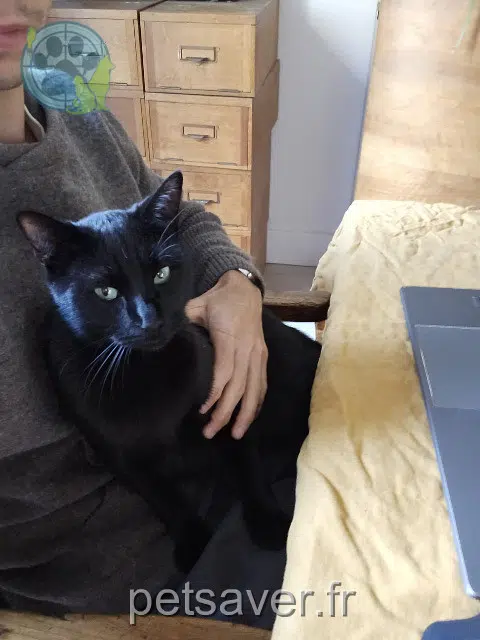 chat reunited   91720 Maisse Stuart