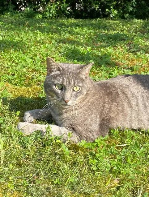 chat reunited   91700 Fleury-Mérogis Suki