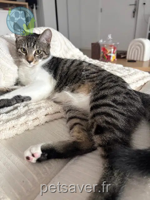 gato reunited 91200 Athis-Mons Sushi