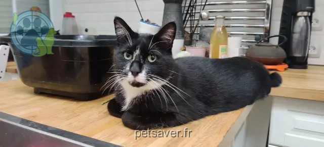 chat reunited 91600 Savigny-sur-Orge Tagada