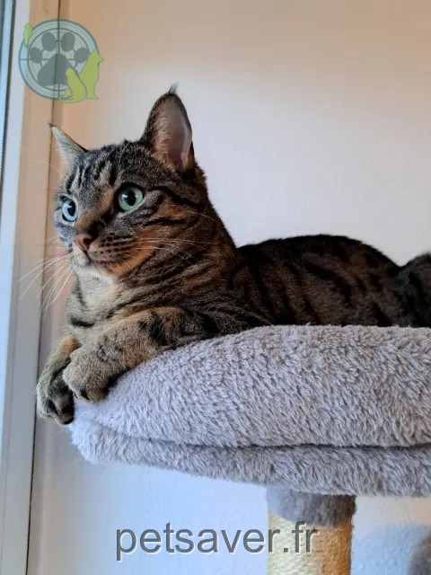 chat reunited   91140 Villebon-sur-Yvette Tao