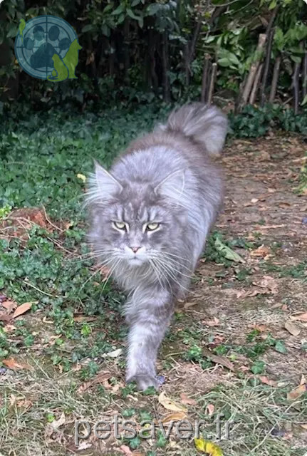 chat reunited 91600 Savigny-sur-Orge Tennessee