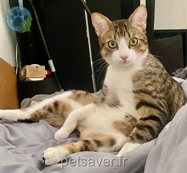 gato reunited 91120 Palaiseau Thaïs