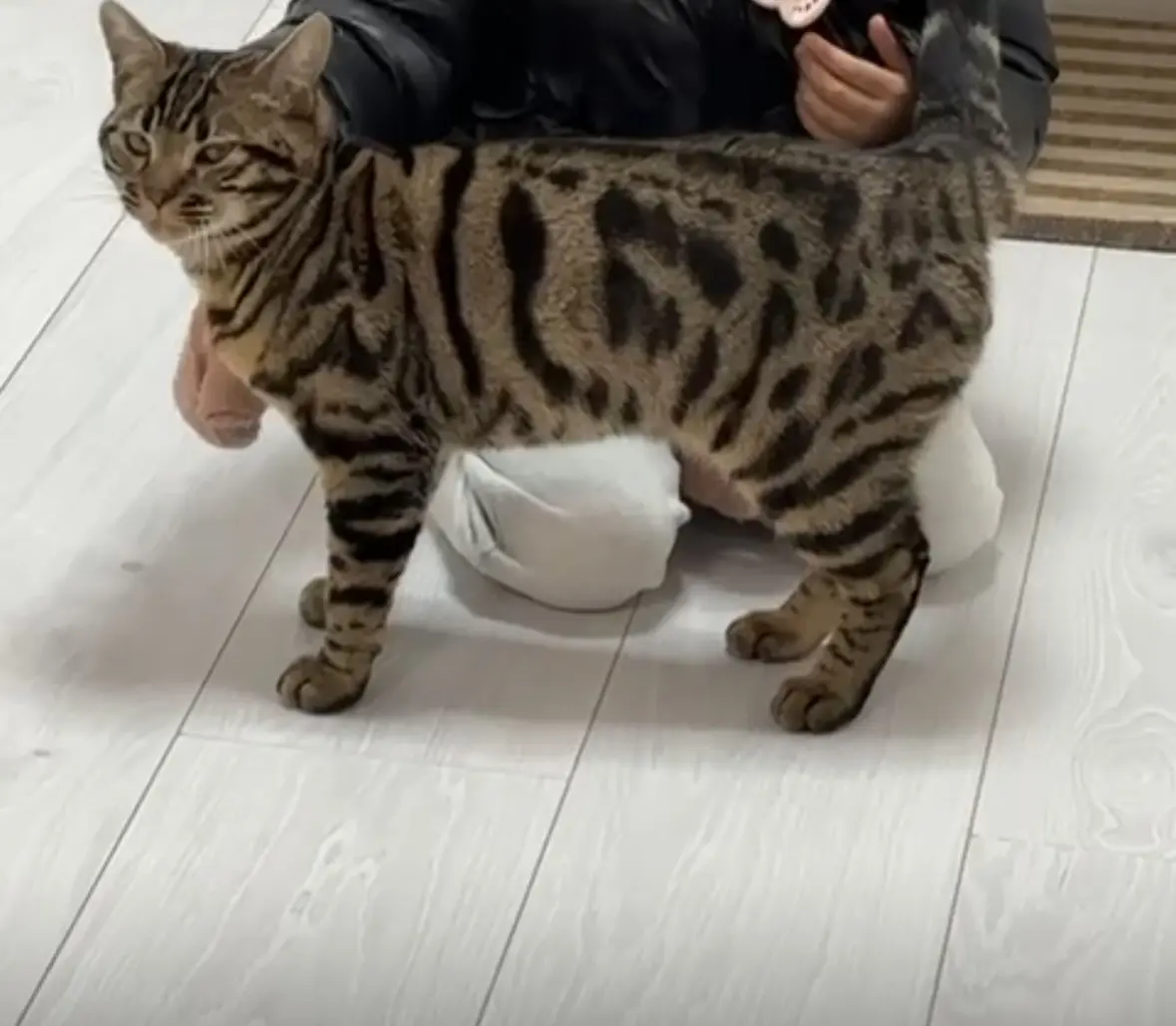 chat reunited   91800 Boussy-Saint-Antoine Tigrou