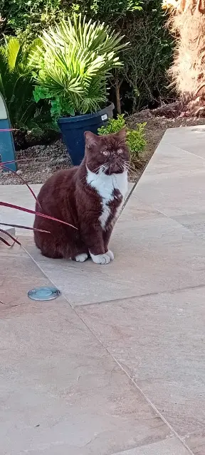chat reunited   91400 Saclay Titi