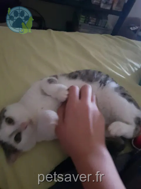 gatto reunited 91530 Saint-Maurice-Montcouronne Tokyo