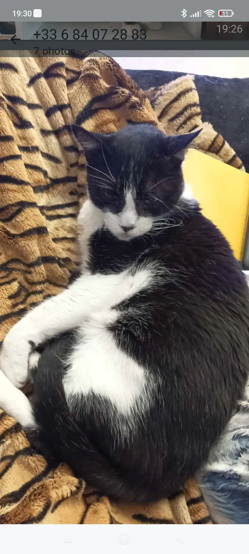 Chat Perdu 91 Essonne - Troussicot Chat Perdu 91 Essonne - Troussicot
