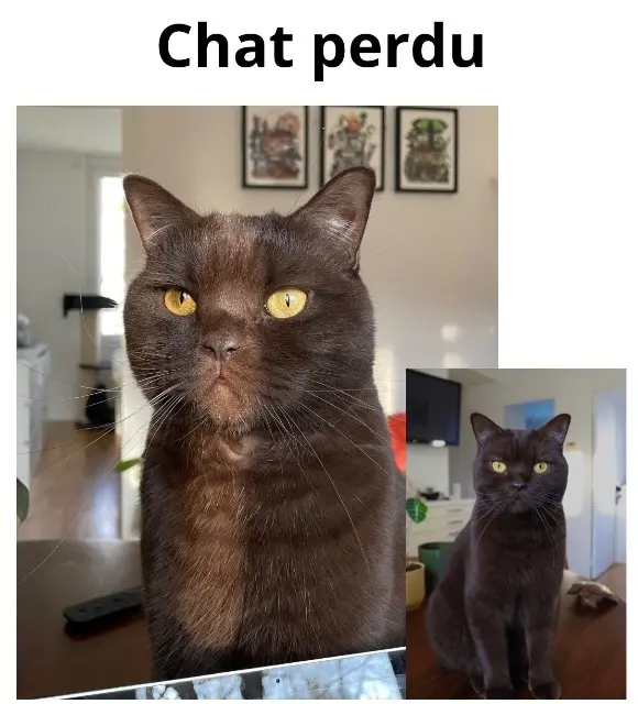 chat reunited   91160 Saulx-les-Chartreux Tsuki