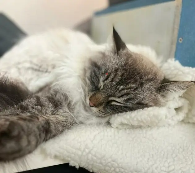chat reunited   91190 Gif-sur-Yvette Ulius