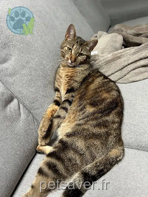 chat reunited 91470 Forges-les-Bains Ulysse