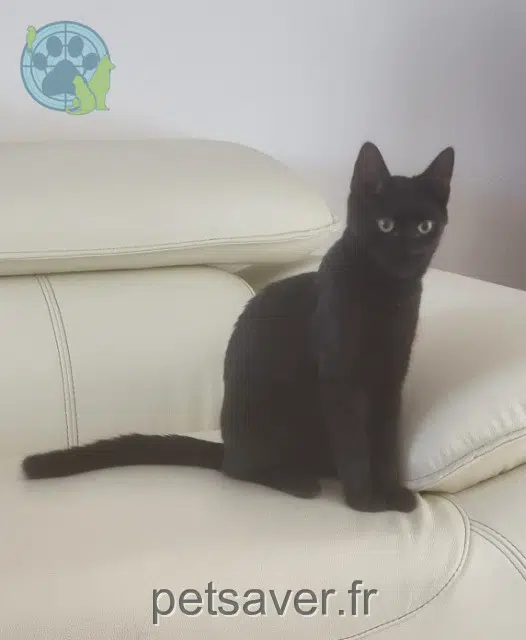 gato reunited   91370 Verrières-le-Buisson Ulysse