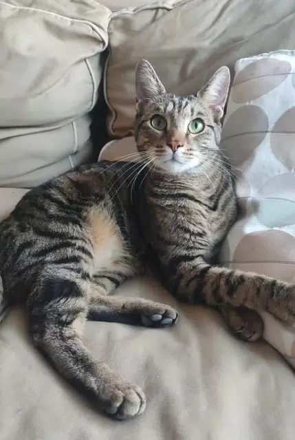 chat retrouvé 91370 Verrières-le-Buisson Uno chat reunited 91370 Verrières-le-Buisson Uno