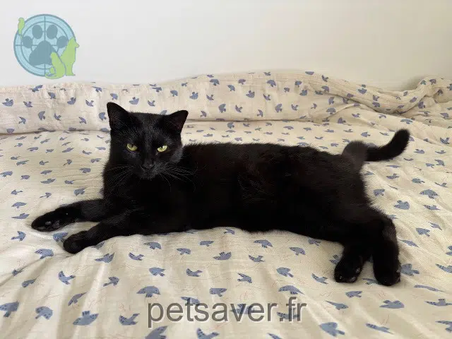 chat reunited   91860 Épinay-sous-Sénart Upsy