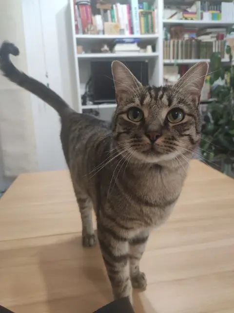 chat reunited   91120 Palaiseau Urso