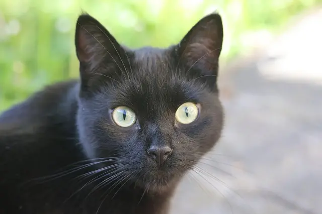 chat reunited   91120 Palaiseau Vic