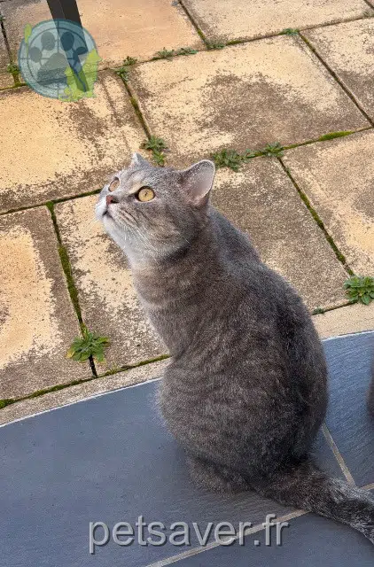 chat reunited   91700 Villiers-sur-Orge Vroum