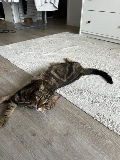 chat reunited   91310 Montlhéry Willis