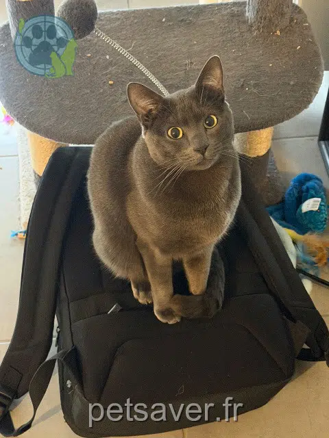 chat reunited   91600 Savigny-sur-Orge Yoshi