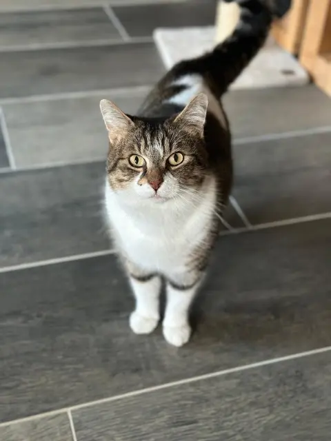 chat reunited   91510 Janville-sur-Juine Zizou