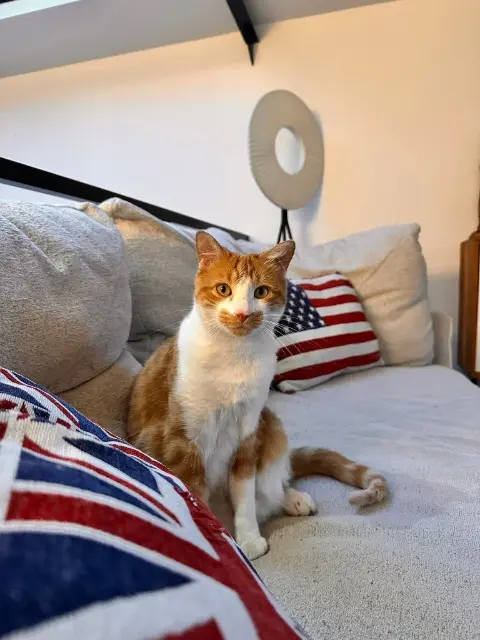 chat reunited   92800 Puteaux Alfred