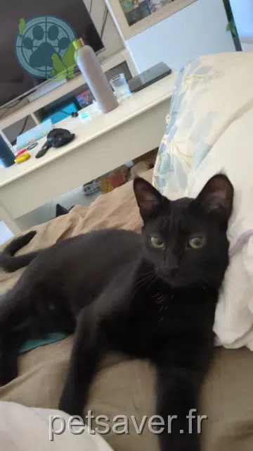 chat reunited 92240 Malakoff Alto