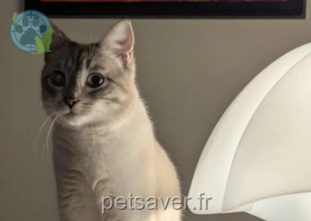 gatto reunited 92000 Nanterre Ari