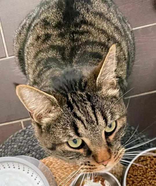 chat reunited   92700 Colombes Auguste