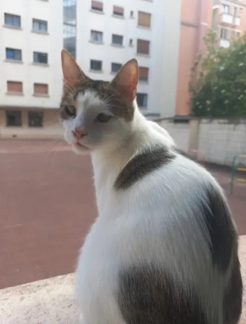 chat reunited   92600 Asnières-sur-Seine Awari