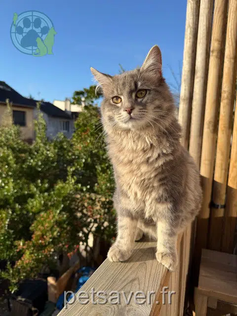 chat reunited 92220 Bagneux Aïko