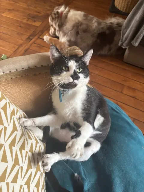 chat reunited   92320 Châtillon Balou