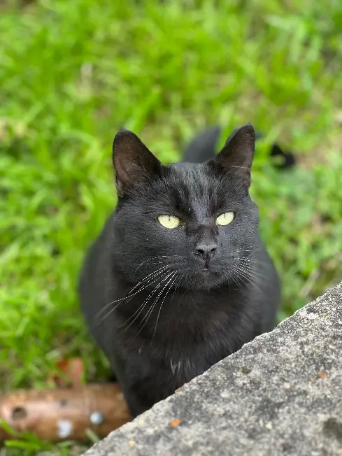 Chat Perdu 92 Hauts-de-Seine - Blacky Chat Perdu 92 Hauts-de-Seine - Blacky