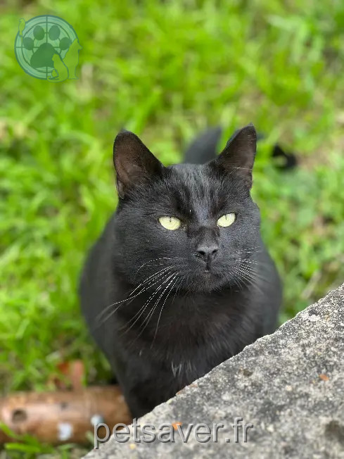 Chat Perdu 92 Hauts-de-Seine - Blacky Chat Perdu 92 Hauts-de-Seine - Blacky