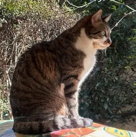 chat reunited   92240 Malakoff Bobun