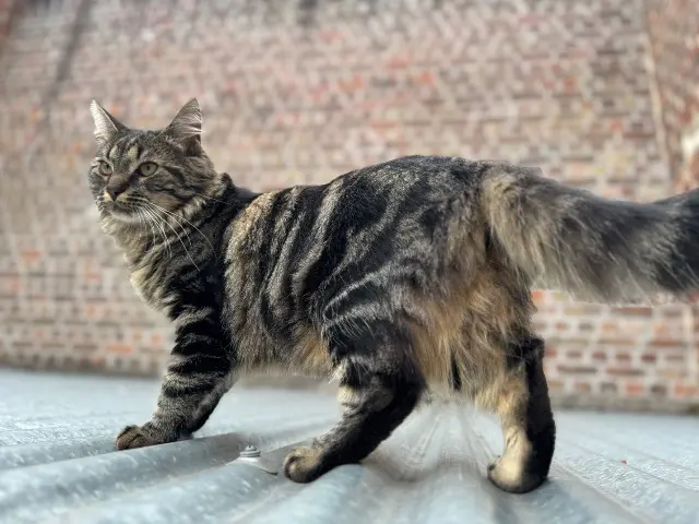 chat reunited   92100 Boulogne-Billancourt Bébé