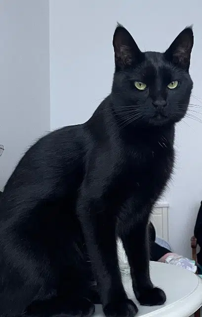 chat reunited   92100 Boulogne-Billancourt Salem